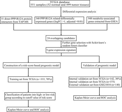 Identification and Validation of a PPP1R12A-Related Five-Gene Signature Associated With Metabolism to Predict the Prognosis of Patients With Prostate Cancer